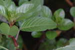 Creeping waterprimrose